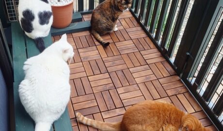 coco & fumi & Lin & Ryu