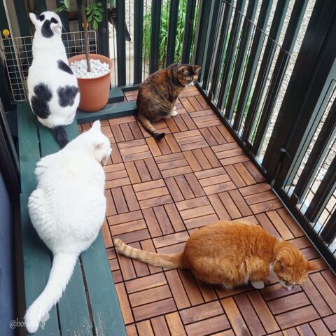 coco & fumi & Lin & Ryu