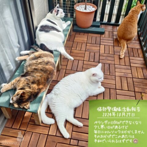 coco & fumi & Lin & Ryu