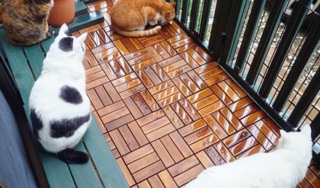 coco & fumi & Lin & Ryu