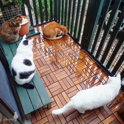 coco & fumi & Lin & Ryu