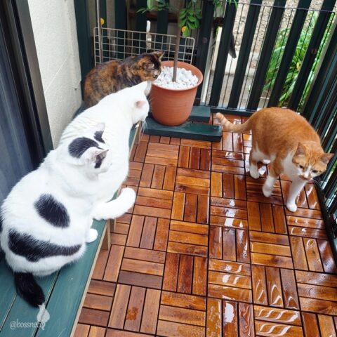 coco & fumi & Lin & Ryu