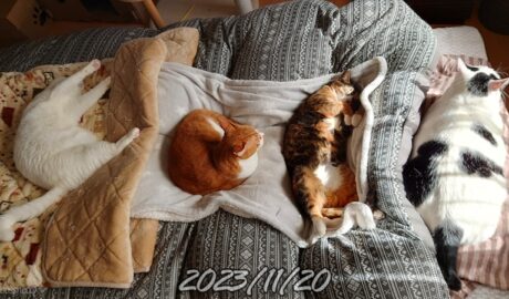 coco & fumi & Lin & Ryu