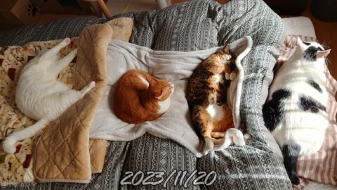 coco & fumi & Lin & Ryu