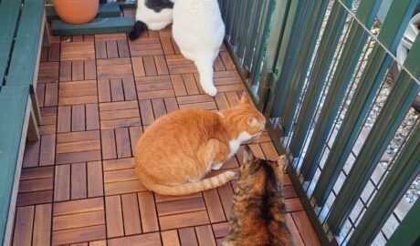 coco & fumi & Lin & Ryu