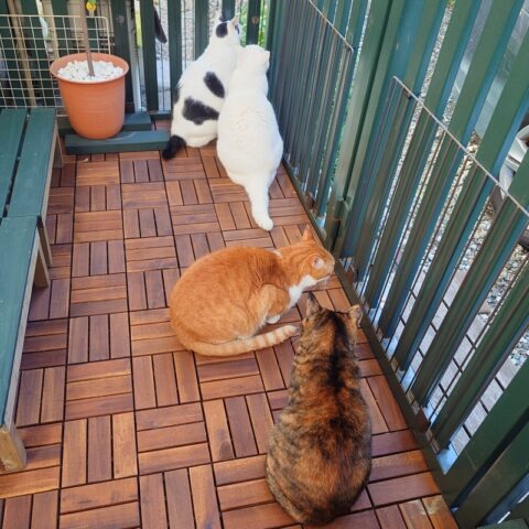 coco & fumi & Lin & Ryu