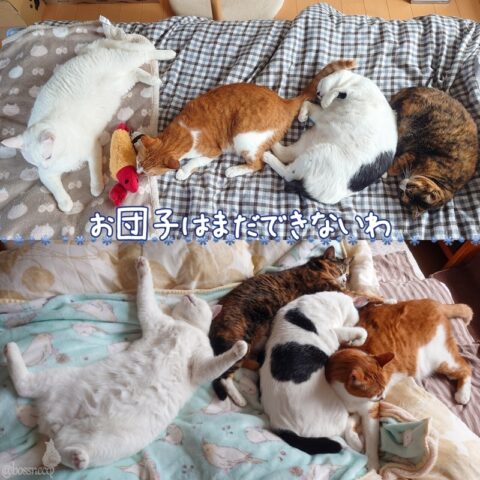 coco & fumi & Lin & Ryu