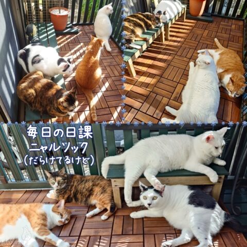 coco & fumi & Lin & Ryu