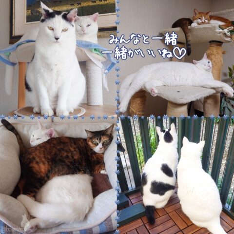 coco & fumi & Lin & Ryu