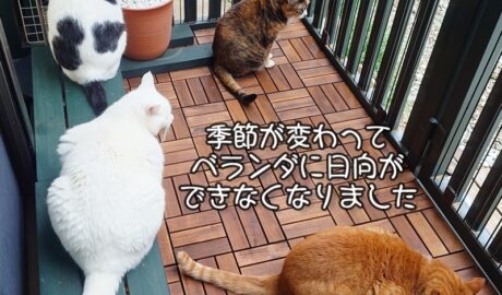 coco & fumi & Lin & Ryu