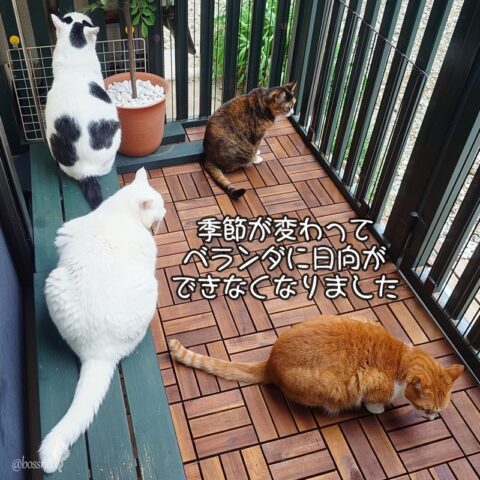 coco & fumi & Lin & Ryu