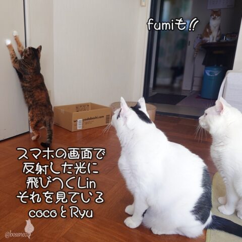 coco & fumi & Lin & Ryu