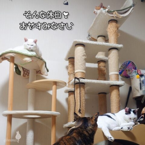 coco & fumi & Lin & Ryu