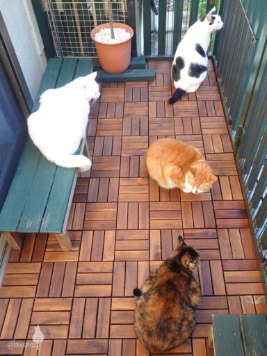 coco & fumi & Lin & Ryu