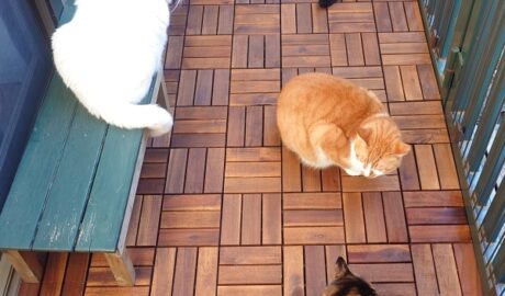 coco & fumi & Lin & Ryu