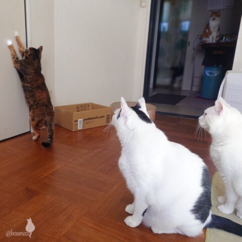 coco & fumi & Lin & Ryu