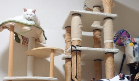 coco & fumi & Lin & Ryu