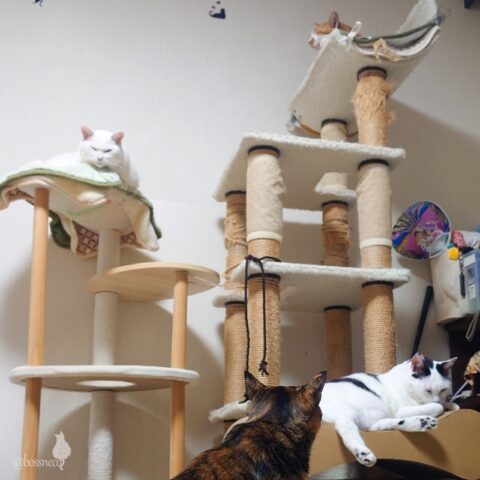 coco & fumi & Lin & Ryu