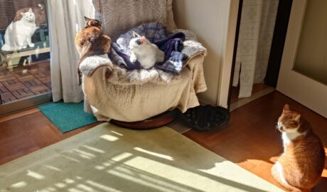 coco & fumi & Lin & Ryu