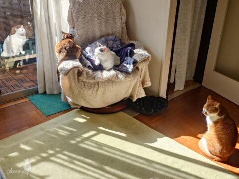 coco & fumi & Lin & Ryu