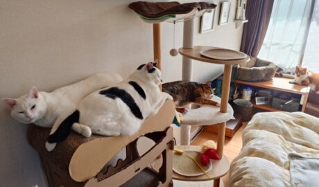 coco & fumi & Lin & Ryu