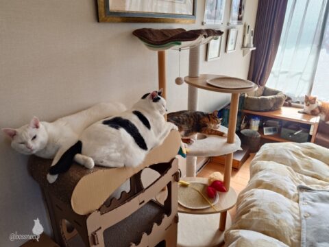 coco & fumi & Lin & Ryu