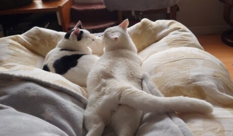 coco & fumi & Lin & Ryu