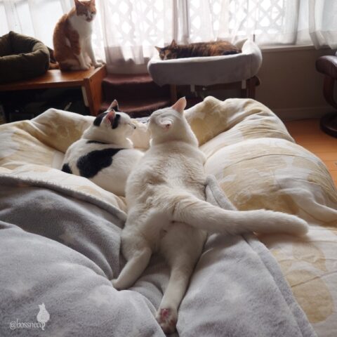 coco & fumi & Lin & Ryu