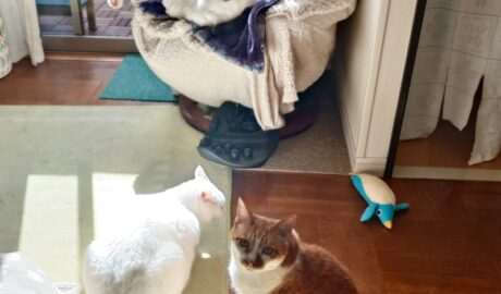 coco & fumi & Lin & Ryu