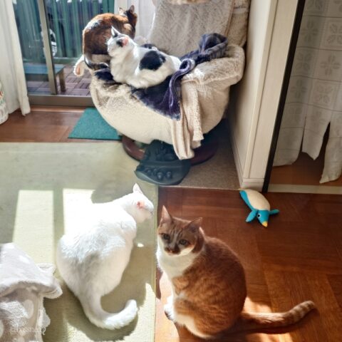 coco & fumi & Lin & Ryu