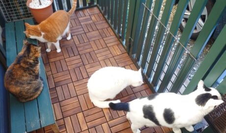 coco & fumi & Lin & Ryu