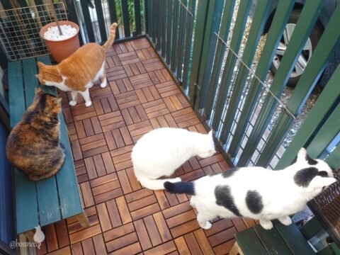 coco & fumi & Lin & Ryu