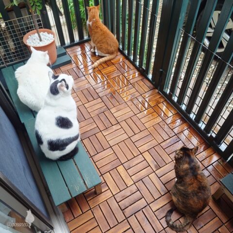 coco & fumi & Lin & Ryu