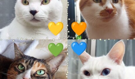 coco & fumi & Lin & Ryu