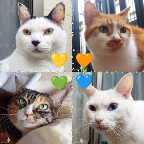 coco & fumi & Lin & Ryu