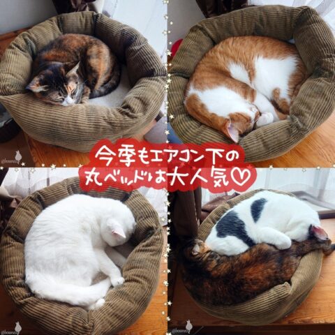 coco & fumi & Lin & Ryu