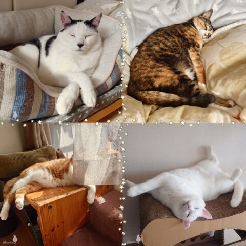 coco & fumi & Lin & Ryu