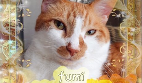 fumi
