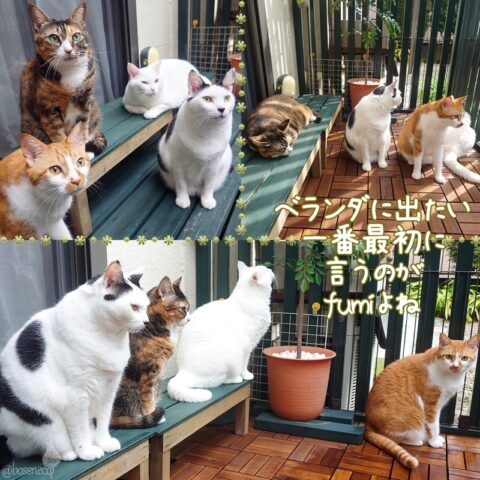 coco & fumi & Lin & Ryu