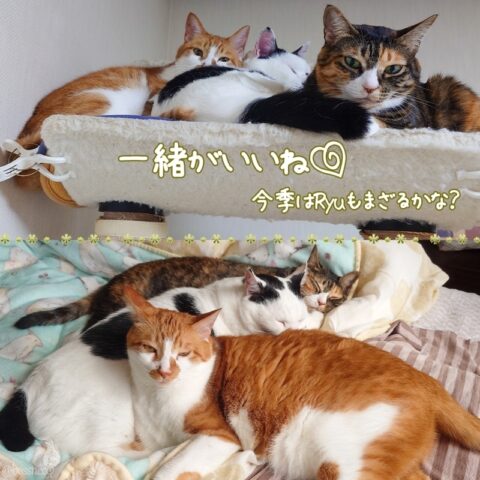 coco & fumi & Lin