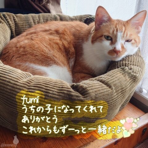 fumi