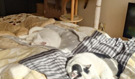 coco & fumi & Lin & Ryu