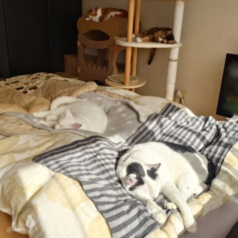 coco & fumi & Lin & Ryu