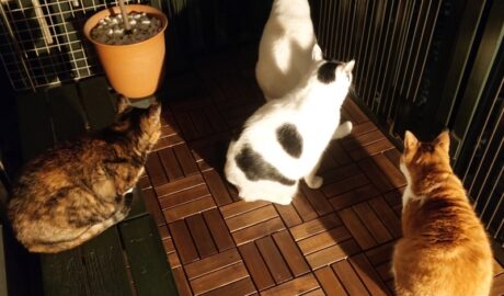 coco & fumi & Lin & Ryu