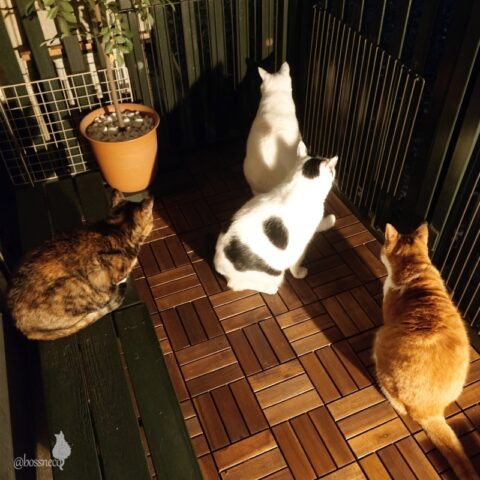 coco & fumi & Lin & Ryu