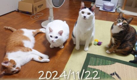 coco & fumi & Lin & Ryu