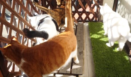 coco & fumi & Lin & Ryu