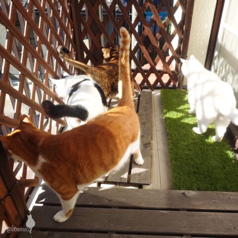 coco & fumi & Lin & Ryu