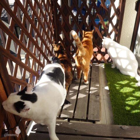 coco & fumi & Lin & Ryu