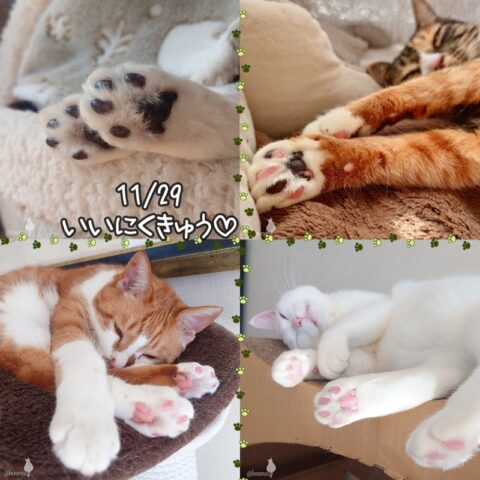 coco & fumi & Lin & Ryu